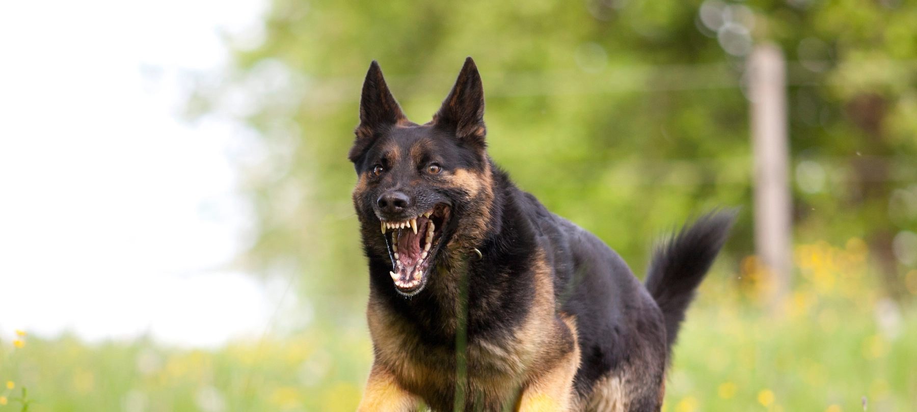 dog with mouth open running